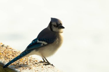 Mavi bir alakarga yemek için beyaz bir sahneye çıktı. Bu güzel kuş, her tarafında kuş yemi olan karların içinde. Corvid 'in oldukça mavi, beyaz ve siyah renkli tüyleri var..