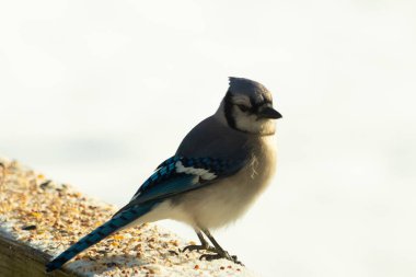 Mavi bir alakarga yemek için beyaz bir sahneye çıktı. Bu güzel kuş, her tarafında kuş yemi olan karların içinde. Corvid 'in oldukça mavi, beyaz ve siyah renkli tüyleri var..