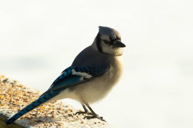 Mavi bir alakarga yemek için beyaz bir sahneye çıktı. Bu güzel kuş, her tarafında kuş yemi olan karların içinde. Corvid 'in oldukça mavi, beyaz ve siyah renkli tüyleri var..