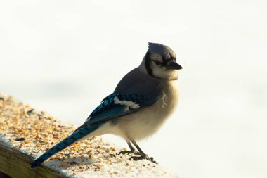 Mavi bir alakarga yemek için beyaz bir sahneye çıktı. Bu güzel kuş, her tarafında kuş yemi olan karların içinde. Corvid 'in oldukça mavi, beyaz ve siyah renkli tüyleri var..