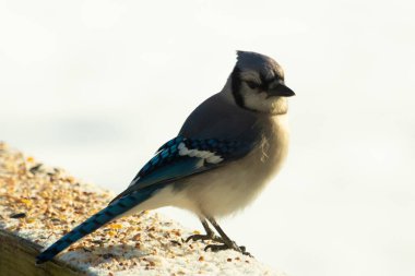 Mavi bir alakarga yemek için beyaz bir sahneye çıktı. Bu güzel kuş, her tarafında kuş yemi olan karların içinde. Corvid 'in oldukça mavi, beyaz ve siyah renkli tüyleri var..