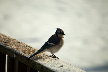 Mavi bir alakarga yemek için beyaz bir sahneye çıktı. Bu güzel kuş, her tarafında kuş yemi olan karların içinde. Corvid 'in oldukça mavi, beyaz ve siyah renkli tüyleri var..