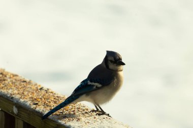 Mavi bir alakarga yemek için beyaz bir sahneye çıktı. Bu güzel kuş, her tarafında kuş yemi olan karların içinde. Corvid 'in oldukça mavi, beyaz ve siyah renkli tüyleri var..