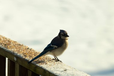 Mavi bir alakarga yemek için beyaz bir sahneye çıktı. Bu güzel kuş, her tarafında kuş yemi olan karların içinde. Corvid 'in oldukça mavi, beyaz ve siyah renkli tüyleri var..