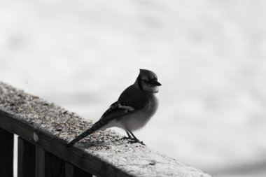 Mavi bir alakarga yemek için beyaz bir sahneye çıktı. Bu güzel kuş, her tarafında kuş yemi olan karların içinde. Corvid 'in oldukça mavi, beyaz ve siyah renkli tüyleri var..