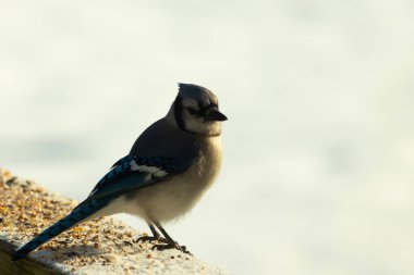 Mavi bir alakarga yemek için beyaz bir sahneye çıktı. Bu güzel kuş, her tarafında kuş yemi olan karların içinde. Corvid 'in oldukça mavi, beyaz ve siyah renkli tüyleri var..