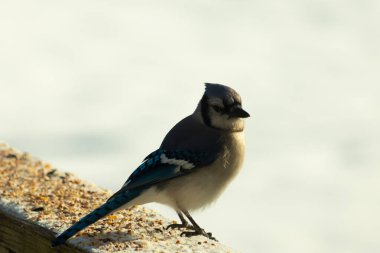 Mavi bir alakarga yemek için beyaz bir sahneye çıktı. Bu güzel kuş, her tarafında kuş yemi olan karların içinde. Corvid 'in oldukça mavi, beyaz ve siyah renkli tüyleri var..