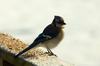 Mavi bir alakarga yemek için beyaz bir sahneye çıktı. Bu güzel kuş, her tarafında kuş yemi olan karların içinde. Corvid 'in oldukça mavi, beyaz ve siyah renkli tüyleri var..
