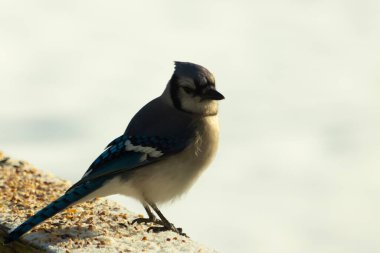 Mavi bir alakarga yemek için beyaz bir sahneye çıktı. Bu güzel kuş, her tarafında kuş yemi olan karların içinde. Corvid 'in oldukça mavi, beyaz ve siyah renkli tüyleri var..