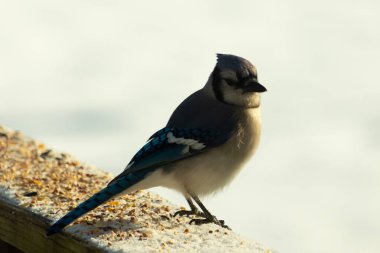 Mavi bir alakarga yemek için beyaz bir sahneye çıktı. Bu güzel kuş, her tarafında kuş yemi olan karların içinde. Corvid 'in oldukça mavi, beyaz ve siyah renkli tüyleri var..