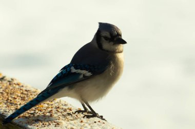 Mavi bir alakarga yemek için beyaz bir sahneye çıktı. Bu güzel kuş, her tarafında kuş yemi olan karların içinde. Corvid 'in oldukça mavi, beyaz ve siyah renkli tüyleri var..