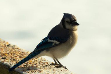 Mavi bir alakarga yemek için beyaz bir sahneye çıktı. Bu güzel kuş, her tarafında kuş yemi olan karların içinde. Corvid 'in oldukça mavi, beyaz ve siyah renkli tüyleri var..