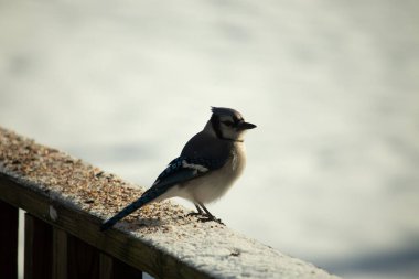 Mavi bir alakarga yemek için beyaz bir sahneye çıktı. Bu güzel kuş, her tarafında kuş yemi olan karların içinde. Corvid 'in oldukça mavi, beyaz ve siyah renkli tüyleri var..