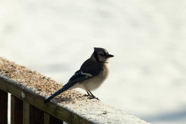 Mavi bir alakarga yemek için beyaz bir sahneye çıktı. Bu güzel kuş, her tarafında kuş yemi olan karların içinde. Corvid 'in oldukça mavi, beyaz ve siyah renkli tüyleri var..