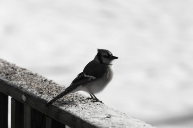 Mavi bir alakarga yemek için beyaz bir sahneye çıktı. Bu güzel kuş, her tarafında kuş yemi olan karların içinde. Corvid 'in oldukça mavi, beyaz ve siyah renkli tüyleri var..