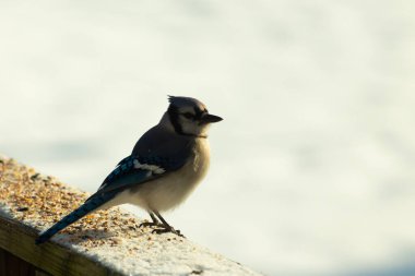 Mavi bir alakarga yemek için beyaz bir sahneye çıktı. Bu güzel kuş, her tarafında kuş yemi olan karların içinde. Corvid 'in oldukça mavi, beyaz ve siyah renkli tüyleri var..