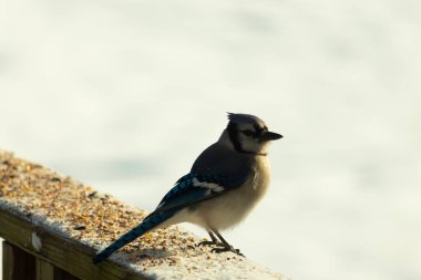 Mavi bir alakarga yemek için beyaz bir sahneye çıktı. Bu güzel kuş, her tarafında kuş yemi olan karların içinde. Corvid 'in oldukça mavi, beyaz ve siyah renkli tüyleri var..