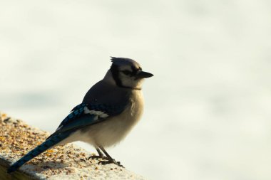 Mavi bir alakarga yemek için beyaz bir sahneye çıktı. Bu güzel kuş, her tarafında kuş yemi olan karların içinde. Corvid 'in oldukça mavi, beyaz ve siyah renkli tüyleri var..