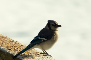 Mavi bir alakarga yemek için beyaz bir sahneye çıktı. Bu güzel kuş, her tarafında kuş yemi olan karların içinde. Corvid 'in oldukça mavi, beyaz ve siyah renkli tüyleri var..