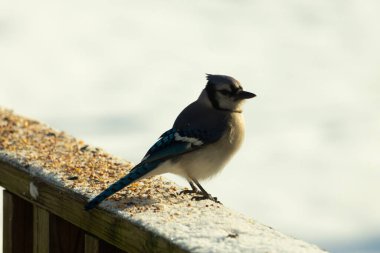 Mavi bir alakarga yemek için beyaz bir sahneye çıktı. Bu güzel kuş, her tarafında kuş yemi olan karların içinde. Corvid 'in oldukça mavi, beyaz ve siyah renkli tüyleri var..