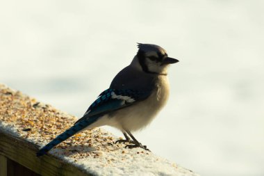 Mavi bir alakarga yemek için beyaz bir sahneye çıktı. Bu güzel kuş, her tarafında kuş yemi olan karların içinde. Corvid 'in oldukça mavi, beyaz ve siyah renkli tüyleri var..