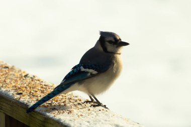 Mavi bir alakarga yemek için beyaz bir sahneye çıktı. Bu güzel kuş, her tarafında kuş yemi olan karların içinde. Corvid 'in oldukça mavi, beyaz ve siyah renkli tüyleri var..