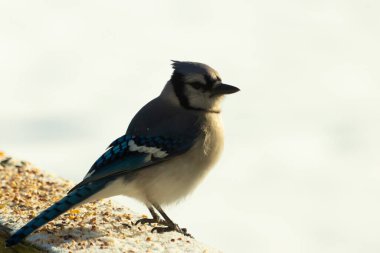 Mavi bir alakarga yemek için beyaz bir sahneye çıktı. Bu güzel kuş, her tarafında kuş yemi olan karların içinde. Corvid 'in oldukça mavi, beyaz ve siyah renkli tüyleri var..