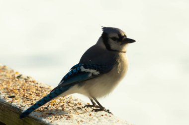 Mavi bir alakarga yemek için beyaz bir sahneye çıktı. Bu güzel kuş, her tarafında kuş yemi olan karların içinde. Corvid 'in oldukça mavi, beyaz ve siyah renkli tüyleri var..