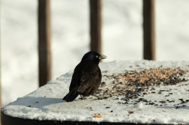 Bu güzel grackle biraz kuş yemi için masaya geldi. Siyah tüyler ışıkta parlıyor. Sarı gözler parlıyor gibi görünüyor. Beyaz kar bu güzel kuşun her yerinde..