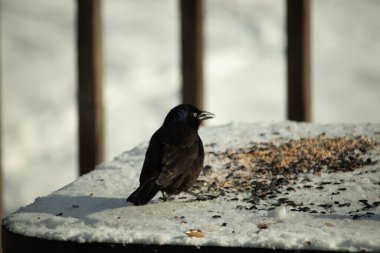 Bu güzel grackle biraz kuş yemi için masaya geldi. Siyah tüyler ışıkta parlıyor. Sarı gözler parlıyor gibi görünüyor. Beyaz kar bu güzel kuşun her yerinde..