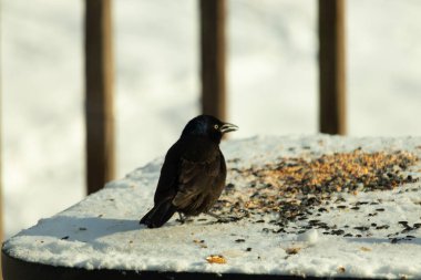 Bu güzel grackle biraz kuş yemi için masaya geldi. Siyah tüyler ışıkta parlıyor. Sarı gözler parlıyor gibi görünüyor. Beyaz kar bu güzel kuşun her yerinde..