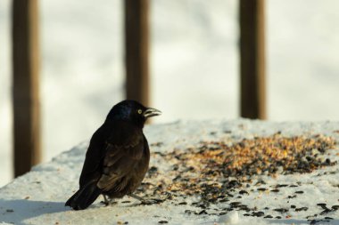 Bu güzel grackle biraz kuş yemi için masaya geldi. Siyah tüyler ışıkta parlıyor. Sarı gözler parlıyor gibi görünüyor. Beyaz kar bu güzel kuşun her yerinde..