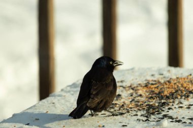 Bu güzel grackle biraz kuş yemi için masaya geldi. Siyah tüyler ışıkta parlıyor. Sarı gözler parlıyor gibi görünüyor. Beyaz kar bu güzel kuşun her yerinde..