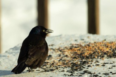 Bu güzel grackle biraz kuş yemi için masaya geldi. Siyah tüyler ışıkta parlıyor. Sarı gözler parlıyor gibi görünüyor. Beyaz kar bu güzel kuşun her yerinde..