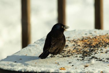 Bu güzel grackle biraz kuş yemi için masaya geldi. Siyah tüyler ışıkta parlıyor. Sarı gözler parlıyor gibi görünüyor. Beyaz kar bu güzel kuşun her yerinde..