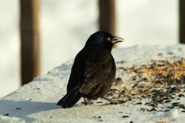 Bu güzel grackle biraz kuş yemi için masaya geldi. Siyah tüyler ışıkta parlıyor. Sarı gözler parlıyor gibi görünüyor. Beyaz kar bu güzel kuşun her yerinde..