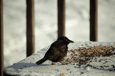 Bu güzel grackle biraz kuş yemi için masaya geldi. Siyah tüyler ışıkta parlıyor. Sarı gözler parlıyor gibi görünüyor. Beyaz kar bu güzel kuşun her yerinde..