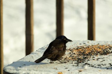 Bu güzel grackle biraz kuş yemi için masaya geldi. Siyah tüyler ışıkta parlıyor. Sarı gözler parlıyor gibi görünüyor. Beyaz kar bu güzel kuşun her yerinde..
