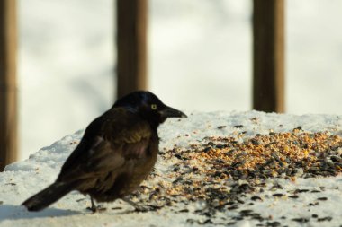 Bu güzel grackle biraz kuş yemi için masaya geldi. Siyah tüyler ışıkta parlıyor. Sarı gözler parlıyor gibi görünüyor. Beyaz kar bu güzel kuşun her yerinde..