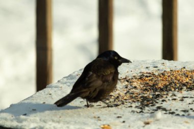 Bu güzel grackle biraz kuş yemi için masaya geldi. Siyah tüyler ışıkta parlıyor. Sarı gözler parlıyor gibi görünüyor. Beyaz kar bu güzel kuşun her yerinde..