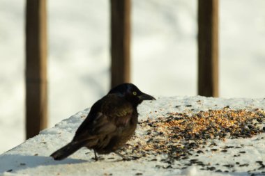 Bu güzel grackle biraz kuş yemi için masaya geldi. Siyah tüyler ışıkta parlıyor. Sarı gözler parlıyor gibi görünüyor. Beyaz kar bu güzel kuşun her yerinde..
