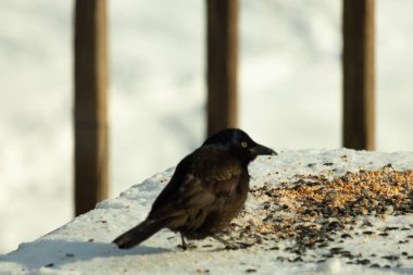 Bu güzel grackle biraz kuş yemi için masaya geldi. Siyah tüyler ışıkta parlıyor. Sarı gözler parlıyor gibi görünüyor. Beyaz kar bu güzel kuşun her yerinde..