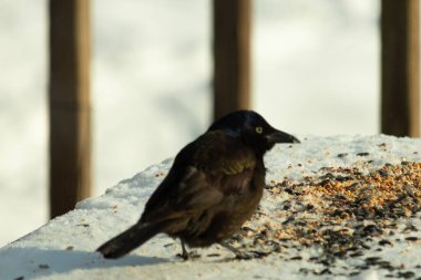 Bu güzel grackle biraz kuş yemi için masaya geldi. Siyah tüyler ışıkta parlıyor. Sarı gözler parlıyor gibi görünüyor. Beyaz kar bu güzel kuşun her yerinde..