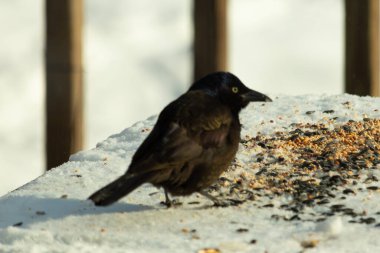 Bu güzel grackle biraz kuş yemi için masaya geldi. Siyah tüyler ışıkta parlıyor. Sarı gözler parlıyor gibi görünüyor. Beyaz kar bu güzel kuşun her yerinde..