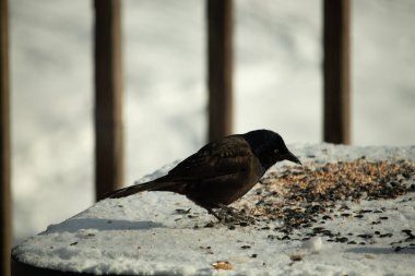 Bu güzel grackle biraz kuş yemi için masaya geldi. Siyah tüyler ışıkta parlıyor. Sarı gözler parlıyor gibi görünüyor. Beyaz kar bu güzel kuşun her yerinde..