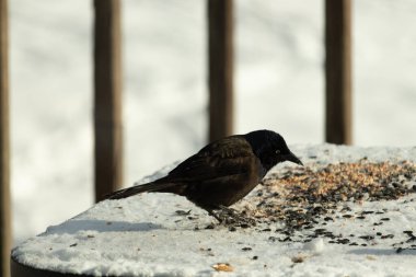 Bu güzel grackle biraz kuş yemi için masaya geldi. Siyah tüyler ışıkta parlıyor. Sarı gözler parlıyor gibi görünüyor. Beyaz kar bu güzel kuşun her yerinde..