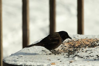 Bu güzel grackle biraz kuş yemi için masaya geldi. Siyah tüyler ışıkta parlıyor. Sarı gözler parlıyor gibi görünüyor. Beyaz kar bu güzel kuşun her yerinde..
