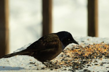 Bu güzel grackle biraz kuş yemi için masaya geldi. Siyah tüyler ışıkta parlıyor. Sarı gözler parlıyor gibi görünüyor. Beyaz kar bu güzel kuşun her yerinde..