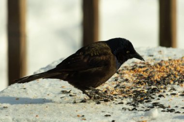 Bu güzel grackle biraz kuş yemi için masaya geldi. Siyah tüyler ışıkta parlıyor. Sarı gözler parlıyor gibi görünüyor. Beyaz kar bu güzel kuşun her yerinde..