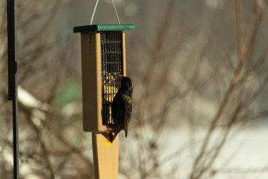 Bu güzel sığırcık süet besleyicinin kenarına tutunuyor. Tüyleri, suyun içindeki yağ gibi güzel bir gökkuşağı renginde parlıyor. Her tarafı benekli siyah noktalar..